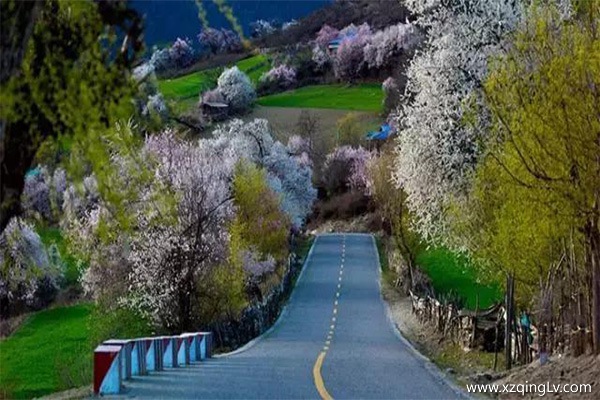 西藏旅游租車多少錢