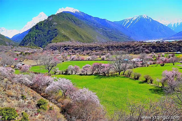 去林芝看桃花