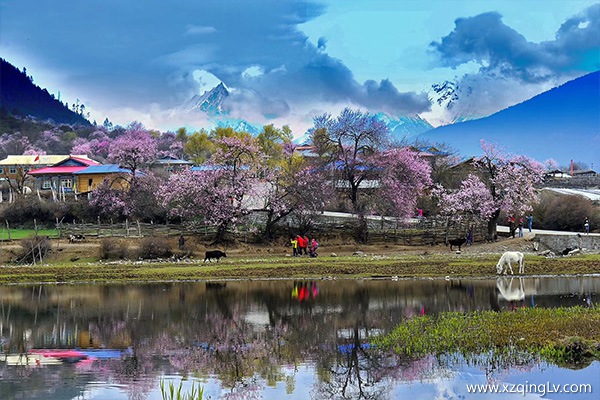 林芝的桃花圖